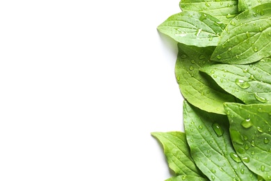 Green leaves with dew on white background, top view