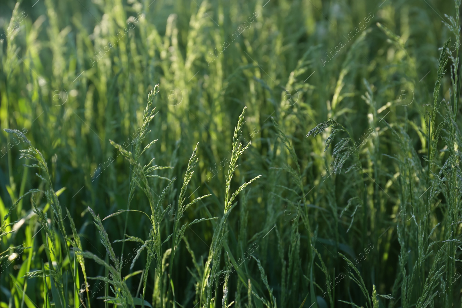 Photo of Beautiful bright green plants on spring day, closeup