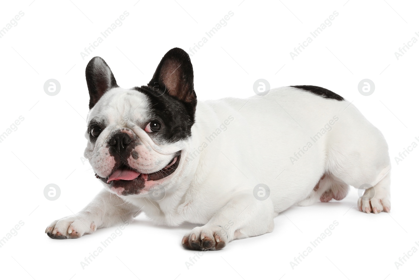 Photo of French bulldog on white background. Adorable pet