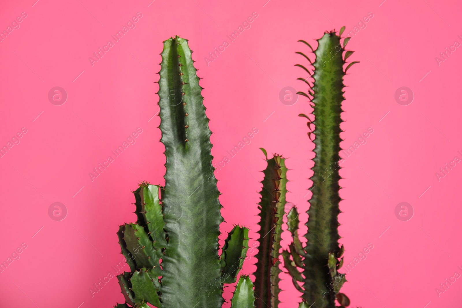 Photo of Beautiful cacti on pink background. Tropical plant