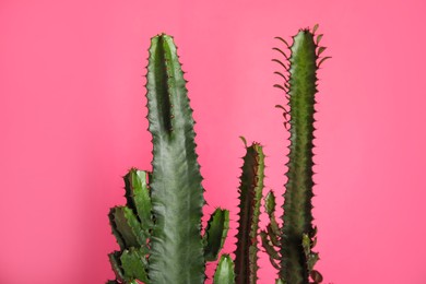 Beautiful cacti on pink background. Tropical plant