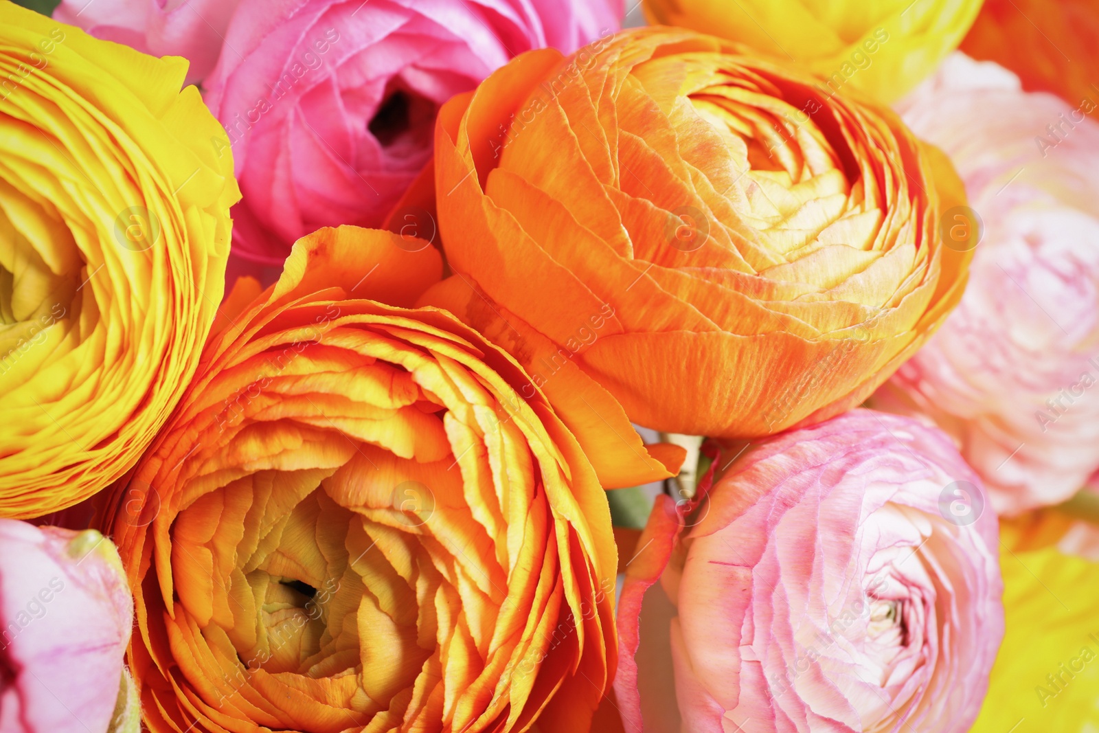 Photo of Beautiful fresh ranunculus flowers as background, closeup view