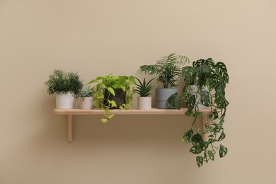 Photo of Shelf with many different houseplants on beige wall