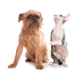 Adorable dog and cat together on white background. Friends forever