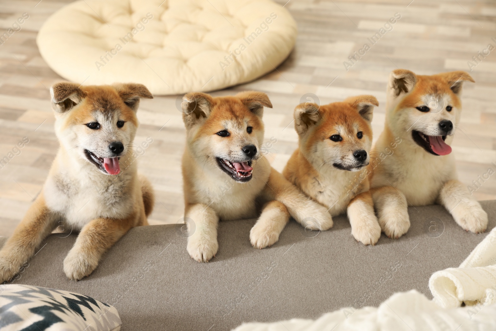 Photo of Funny akita inu puppies at sofa in living room