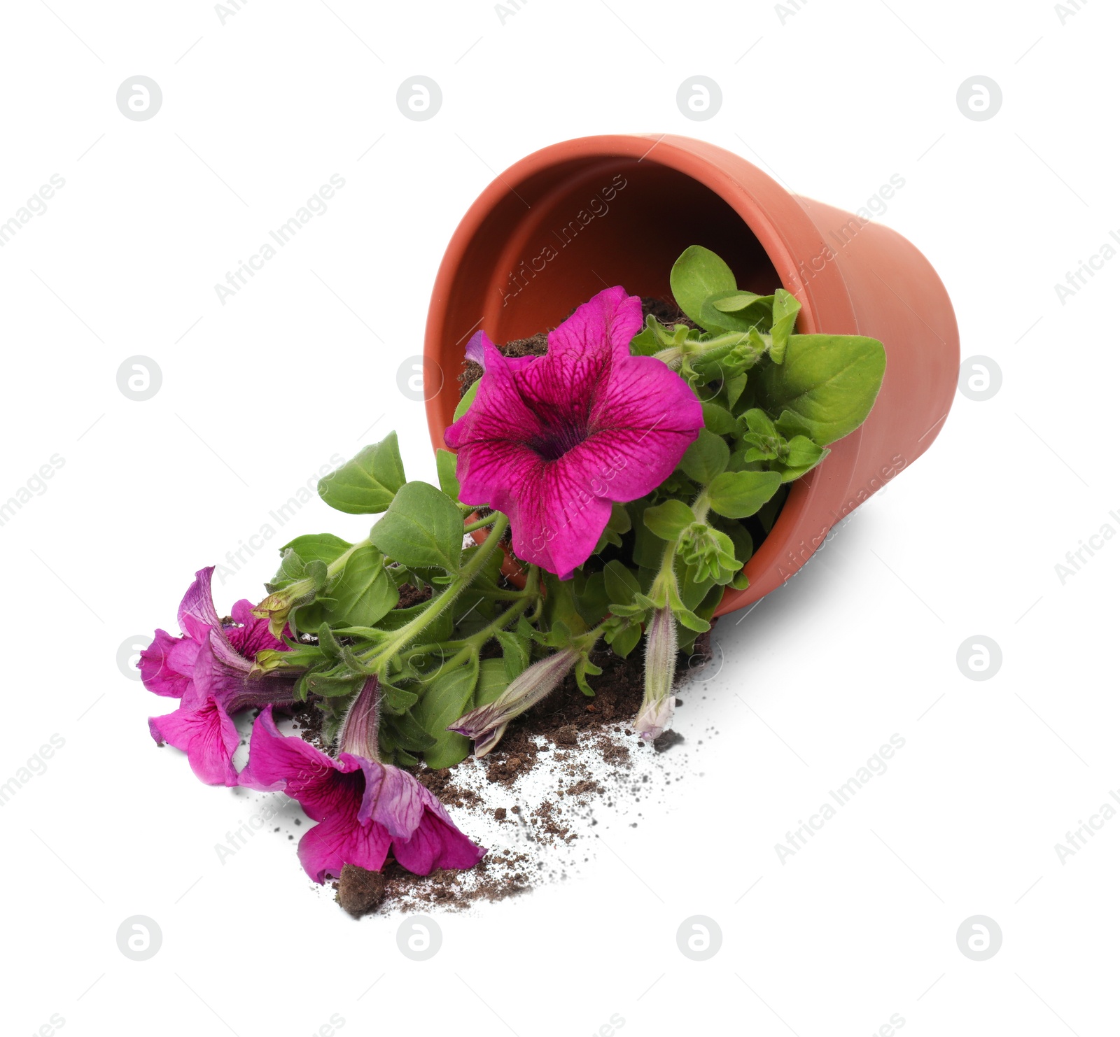 Photo of Overturned terracotta flower pot with soil and petunia plant on white background