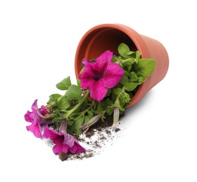 Overturned terracotta flower pot with soil and petunia plant on white background