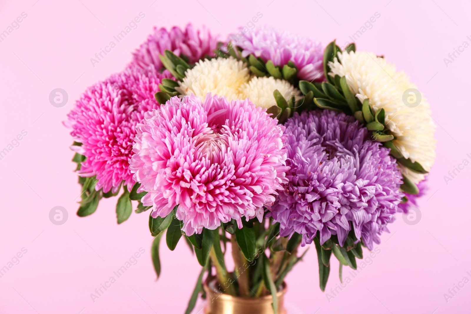 Photo of Beautiful asters on pink background, closeup. Autumn flowers