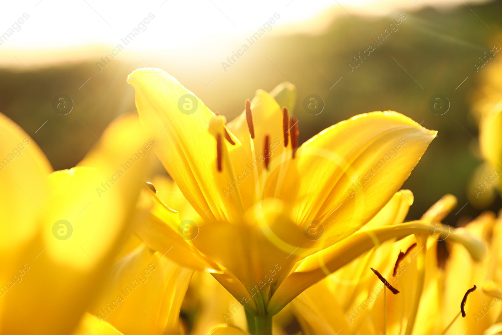 Photo of Beautiful bright yellow lilies growing at flower field, closeup