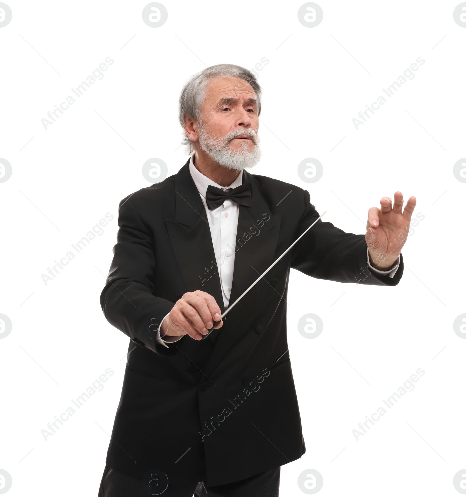 Photo of Professional conductor with baton on white background