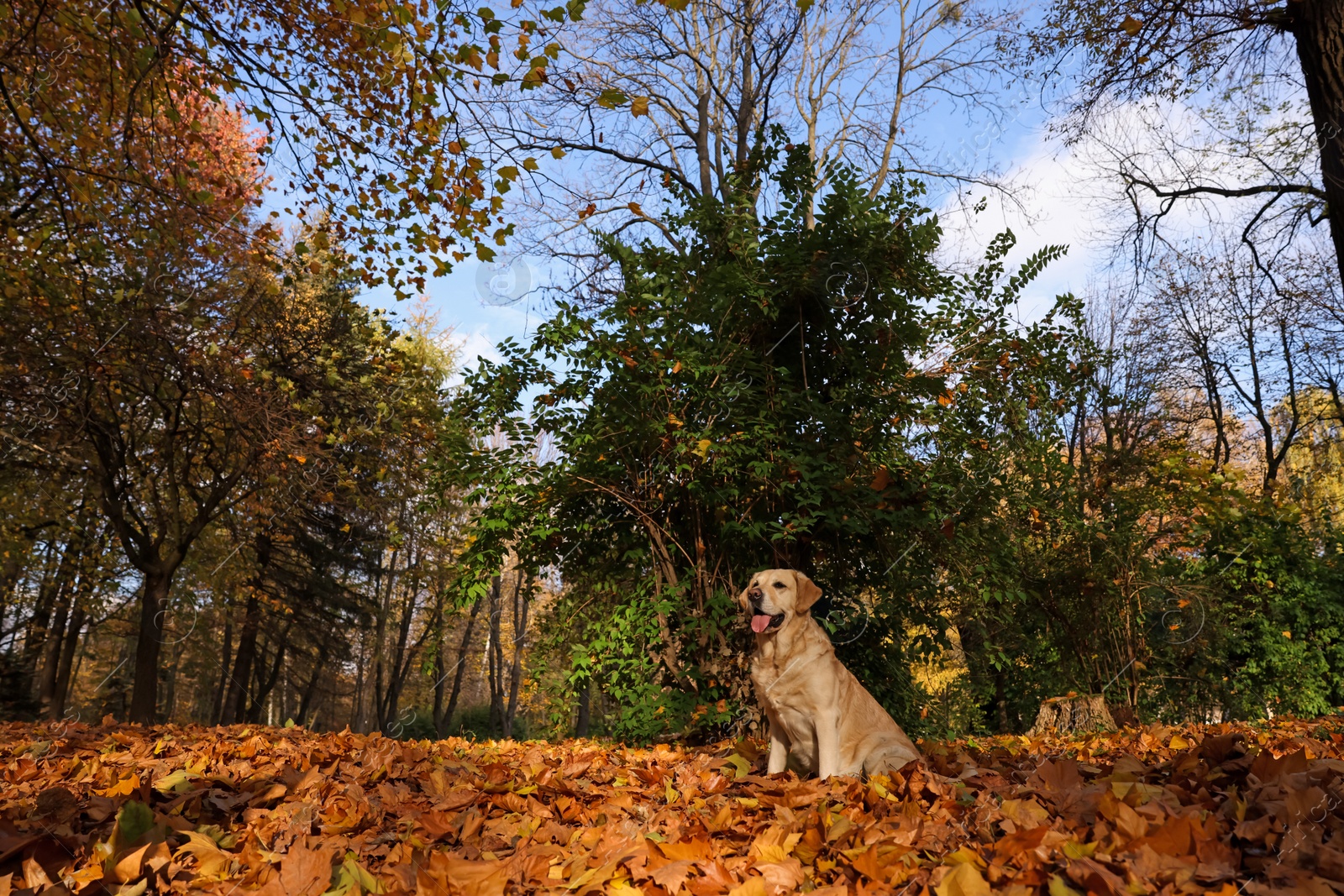 Photo of Cute Labrador Retriever dog on fallen leaves in sunny autumn park. Space for text