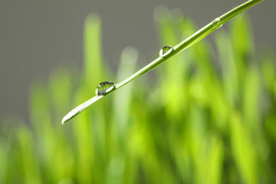 Water drops on grass blade against blurred background, closeup