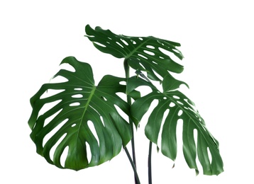 Green fresh monstera leaves on white background. Tropical plant