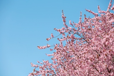 Branches of blossoming spring tree with tiny flowers against blue sky outdoors. Space for text