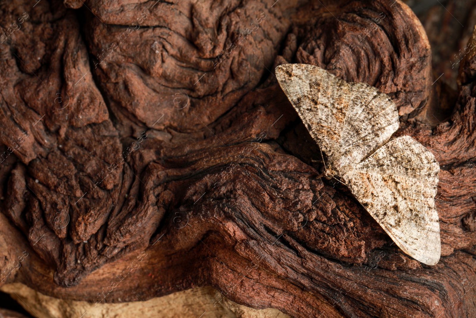 Photo of Alcis repandata moth on wooden textured background, top view. Space for text