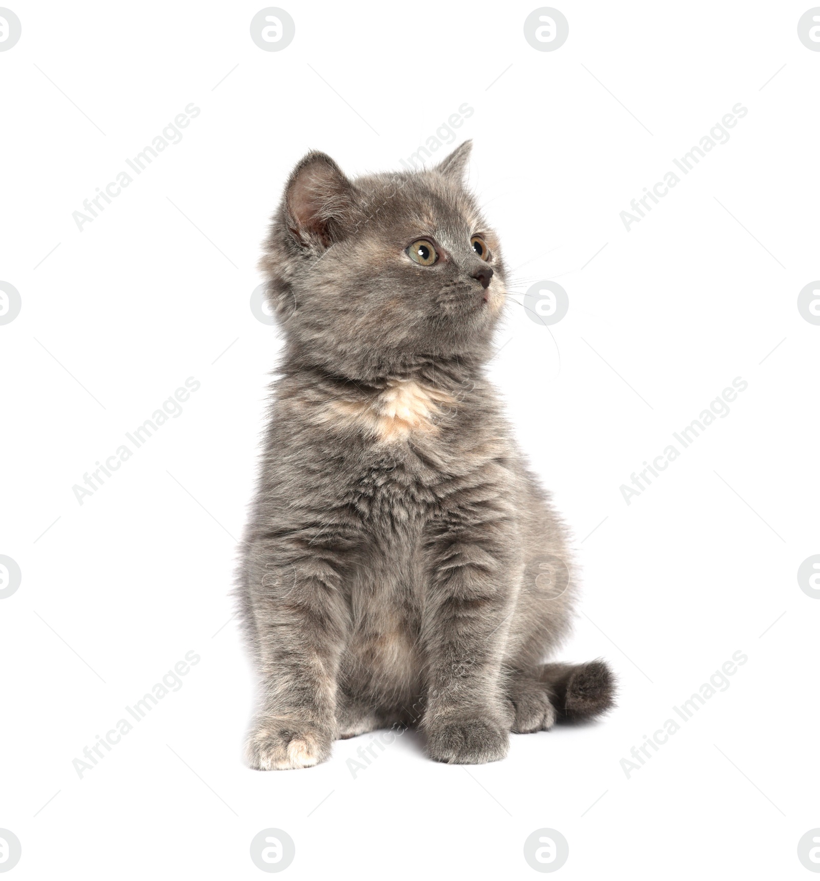 Photo of Cute fluffy kitten on light grey background. Space for text