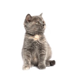 Cute fluffy kitten on light grey background. Space for text