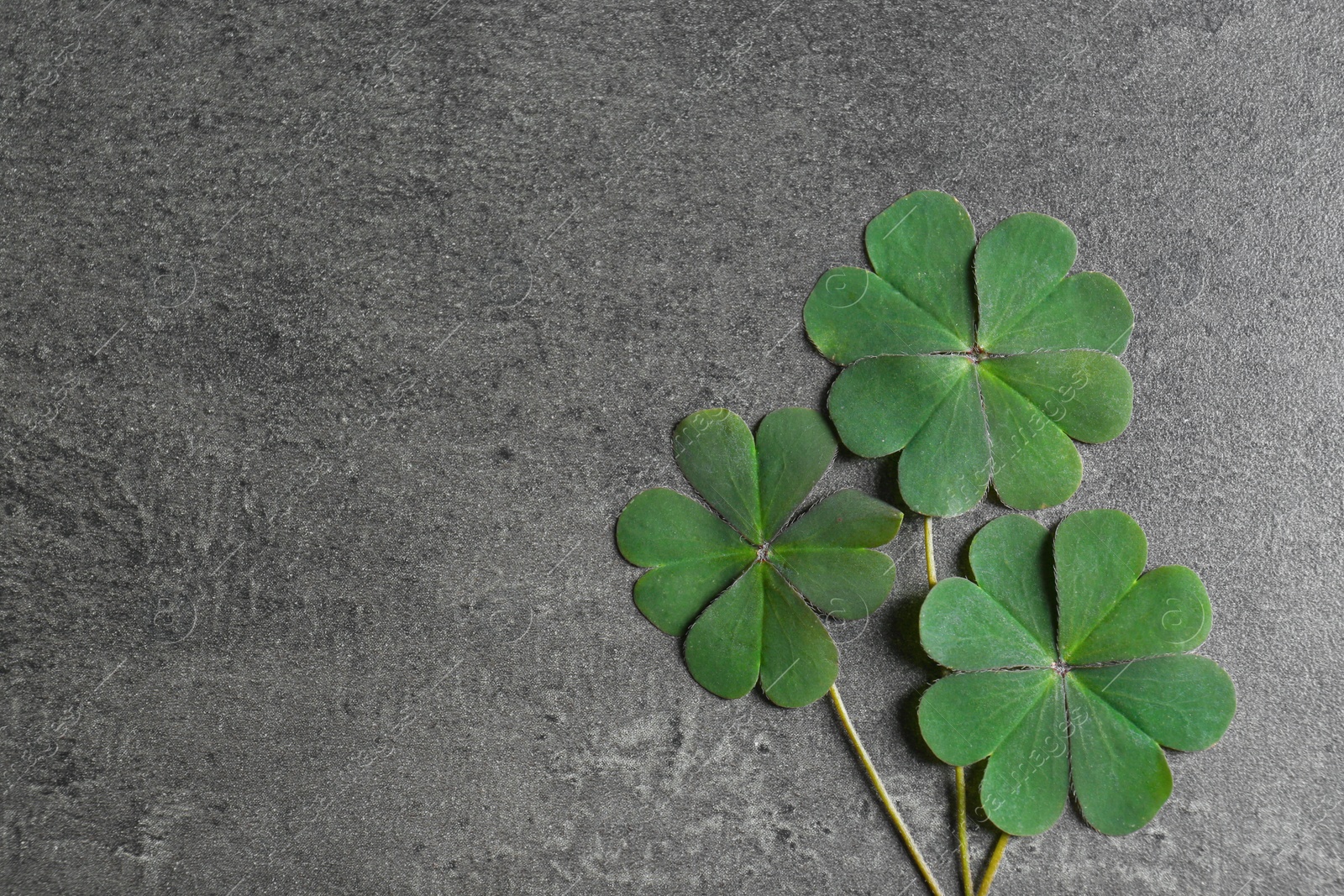 Photo of Green four leaf clover on grey table, flat lay. Space for text