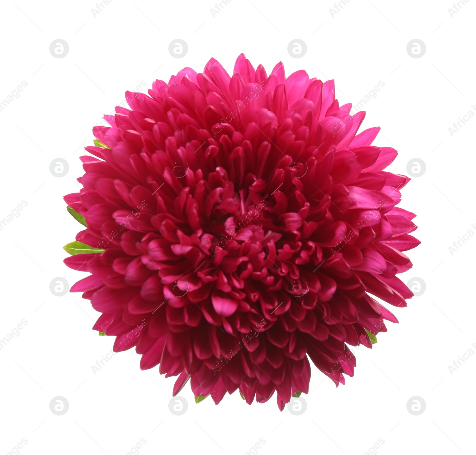 Photo of Beautiful pink aster isolated on white, top view.  Autumn flower