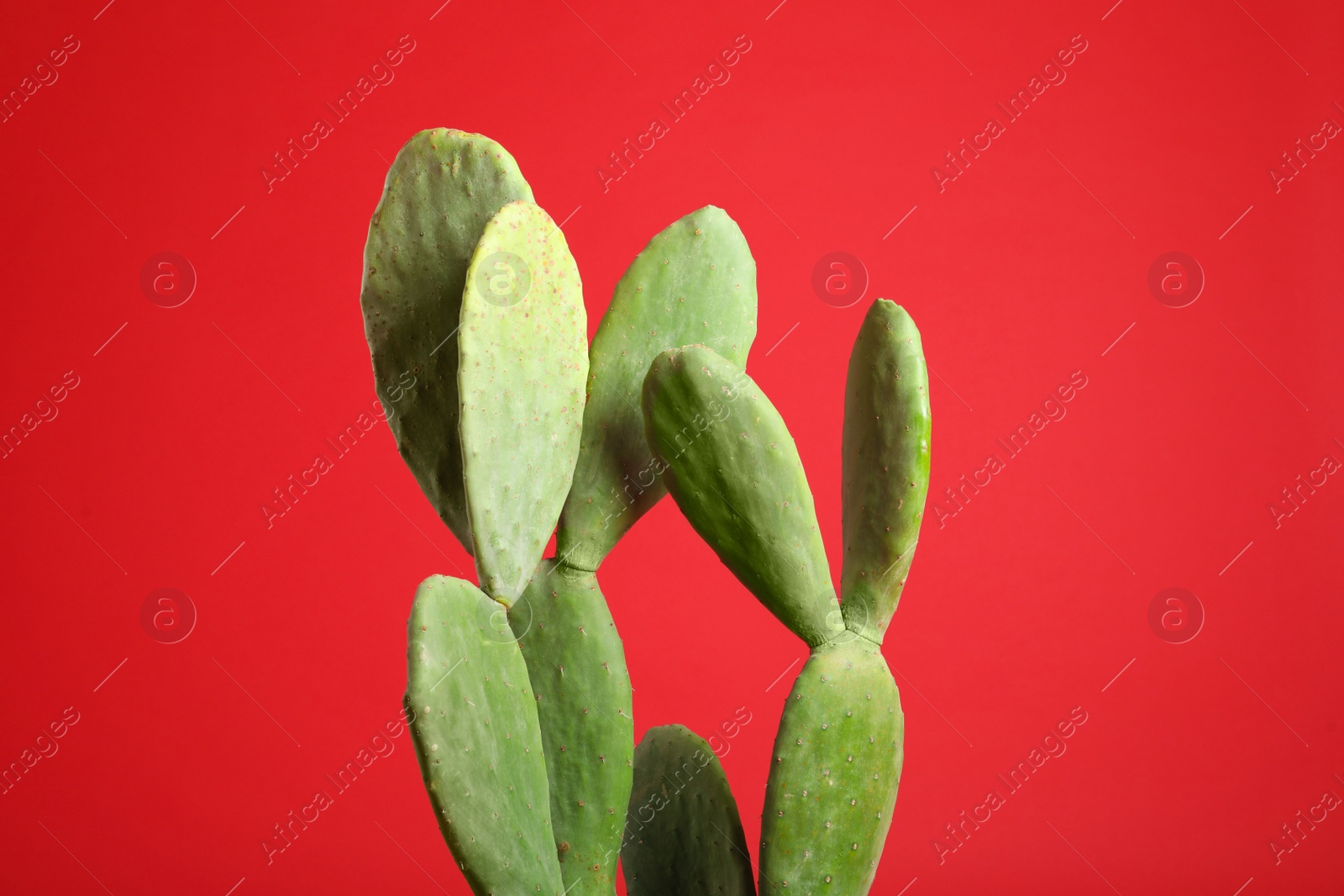 Photo of Beautiful cactus on red background. Tropical plant