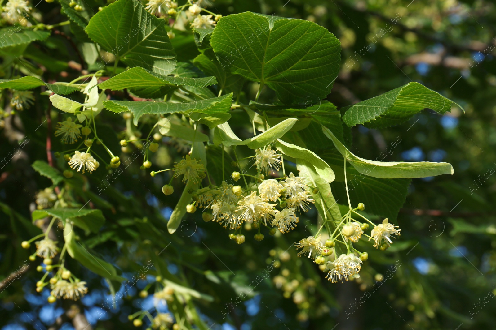 Photo of Beautiful linden tree with blossoms and green leaves outdoors, closeup