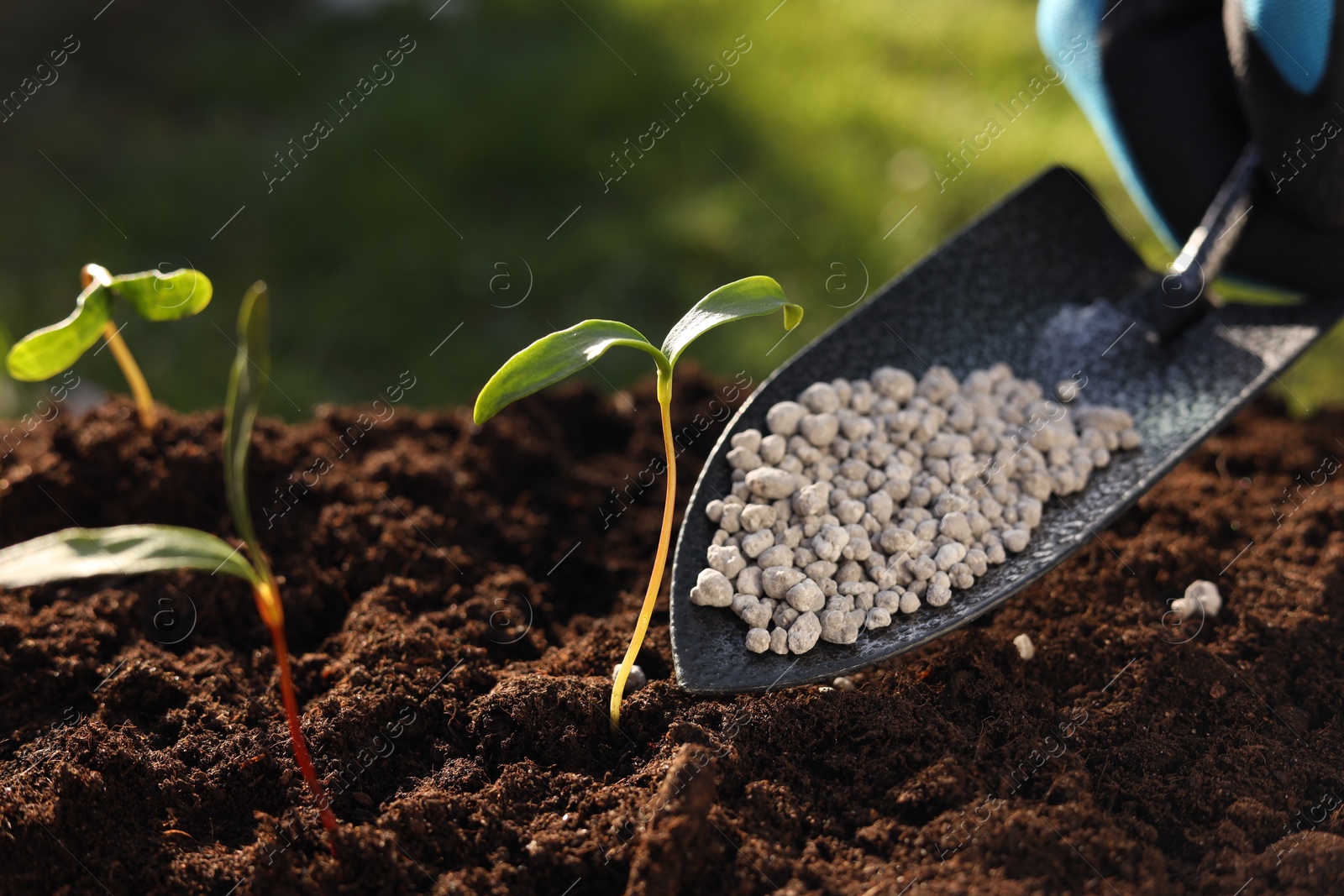 Photo of Fertilizing soil with growing young sprouts outdoors, closeup