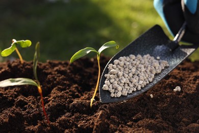 Fertilizing soil with growing young sprouts outdoors, closeup