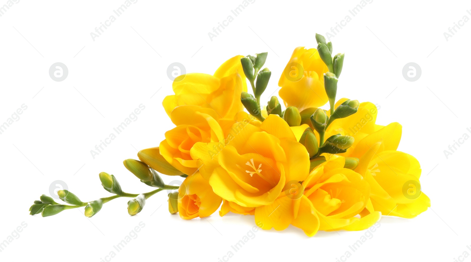 Photo of Beautiful yellow freesia flowers on white background