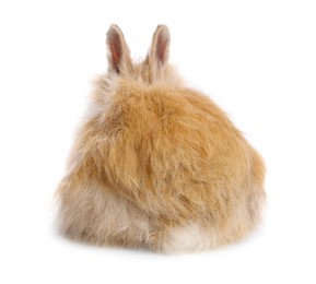Photo of Cute little rabbit on white background, back view