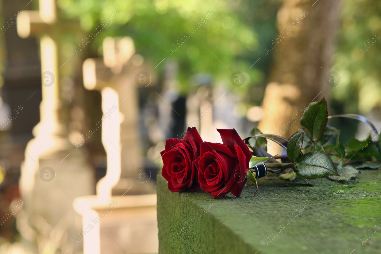 Photo of Red roses on grey tombstone outdoors on sunny day, space for text. Funeral ceremony