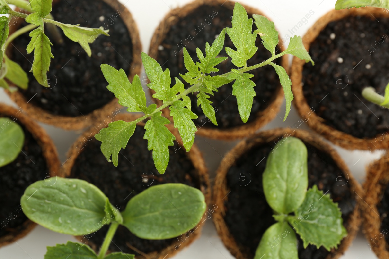 Photo of Many cucumber and tomato seedlings growing in pots on white background, flat lay