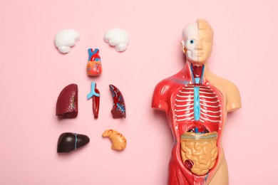Flat lay composition with human anatomy mannequin and internal organs on pink background