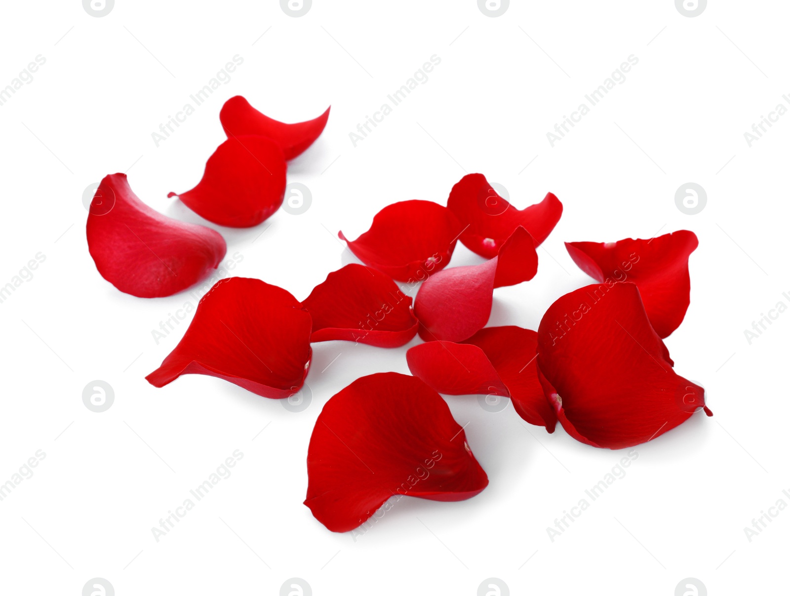 Photo of Fresh red rose petals on white background