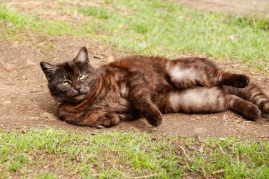 Photo of Adorable dark cat resting on ground outdoors