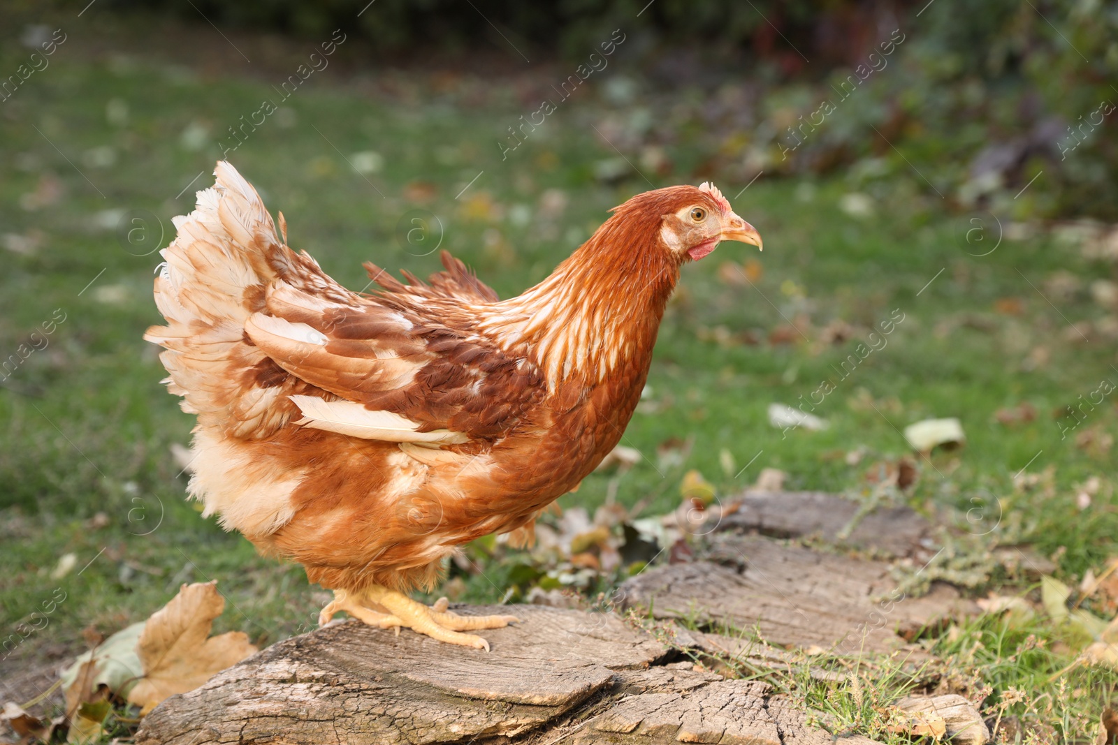 Photo of Beautiful chicken in yard on farm. Domestic animal