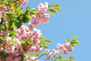 Beautiful sakura tree with pink flowers against blue sky