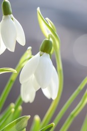 Photo of Blooming snowdrops on blurred background, closeup. First spring flowers