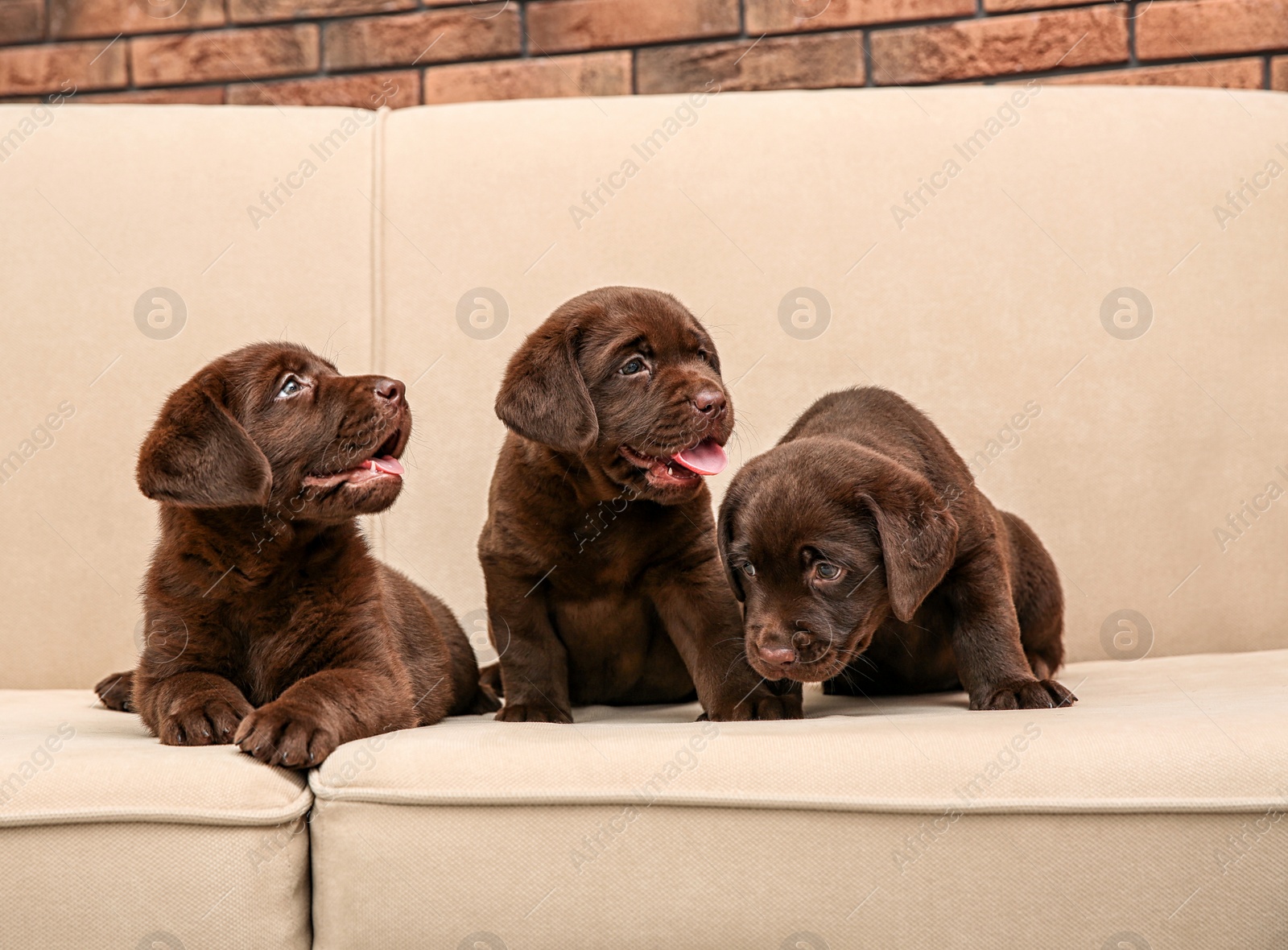 Photo of Chocolate Labrador Retriever puppies on soft sofa