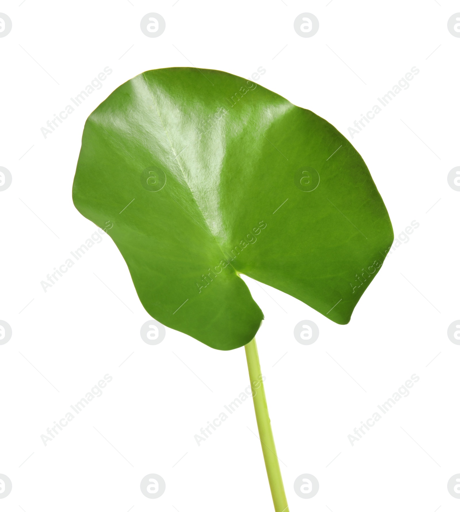 Photo of Beautiful green lotus leaf isolated on white