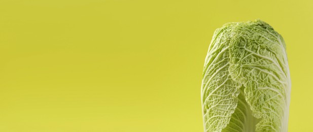 Image of Fresh ripe Chinese cabbage on light green background, space for text. Banner design