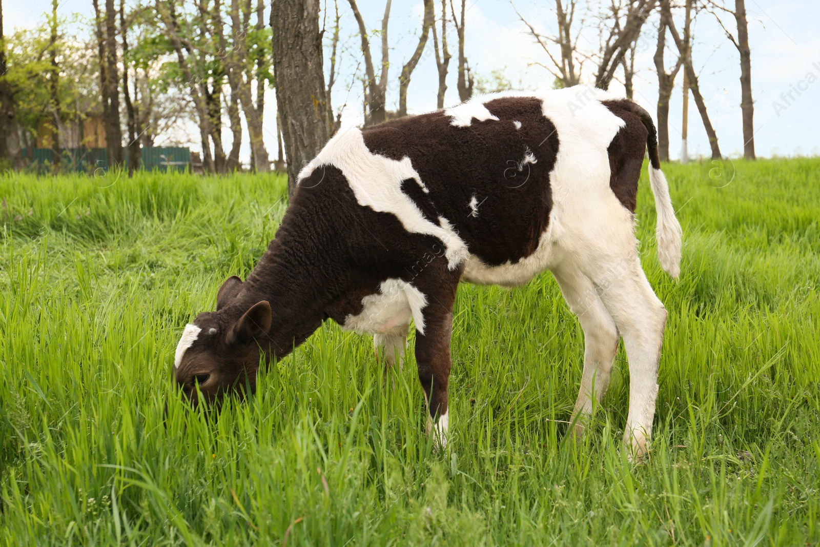 Photo of Black and white calf grazing on green grass