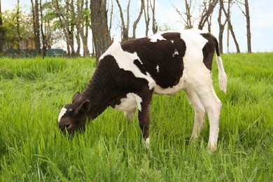 Black and white calf grazing on green grass