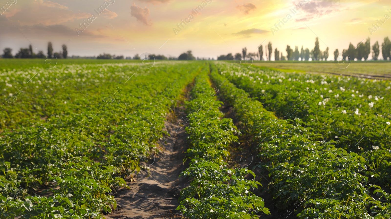 Photo of Beautiful field with blooming potato bushes on sunny day