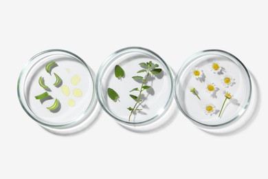 Petri dishes with different plants on white background, flat lay