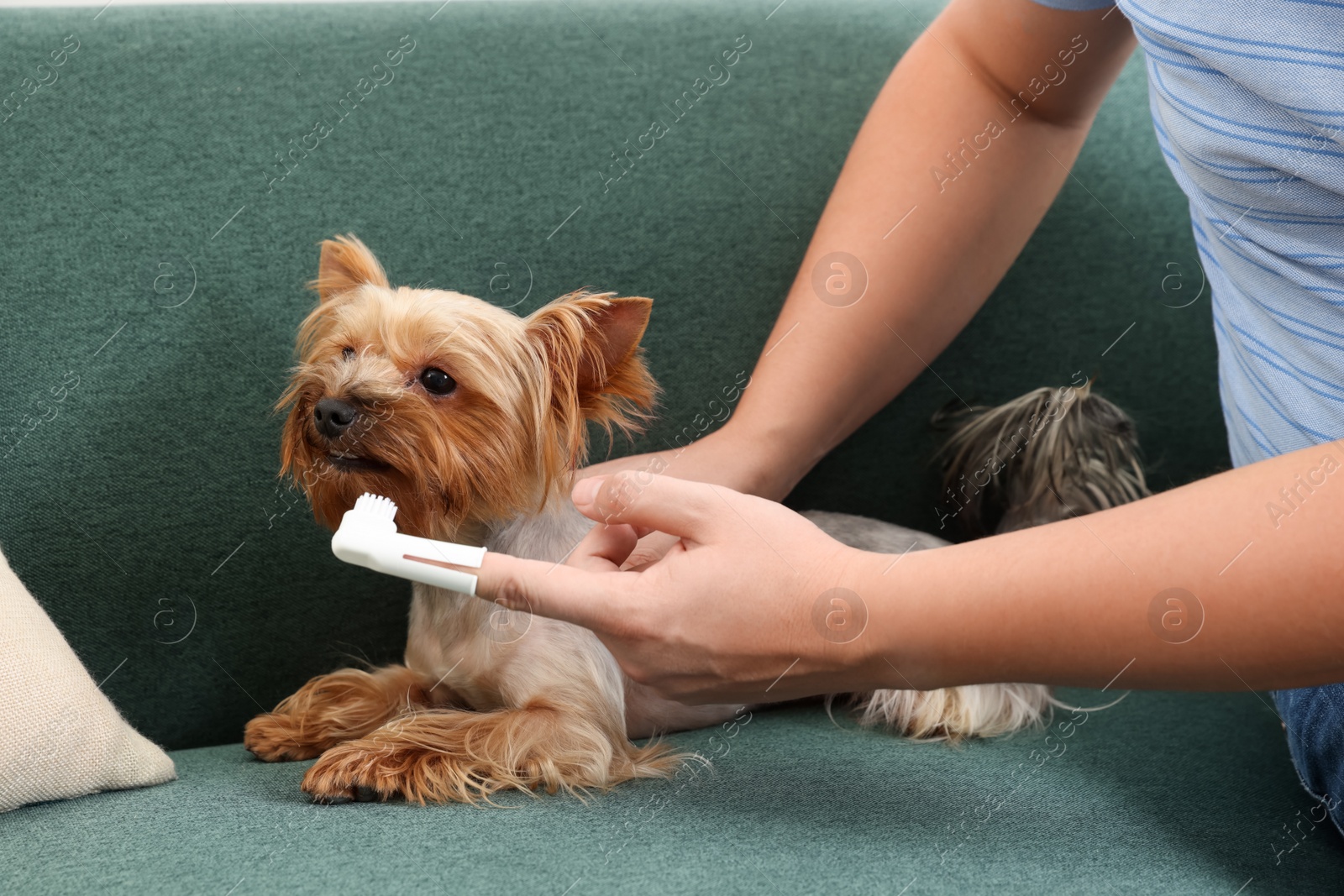 Photo of Man brushing dog's teeth on couch, closeup