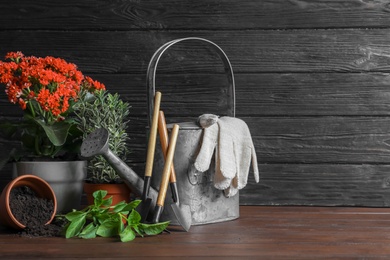 Photo of Plants and gardening tools on wooden table