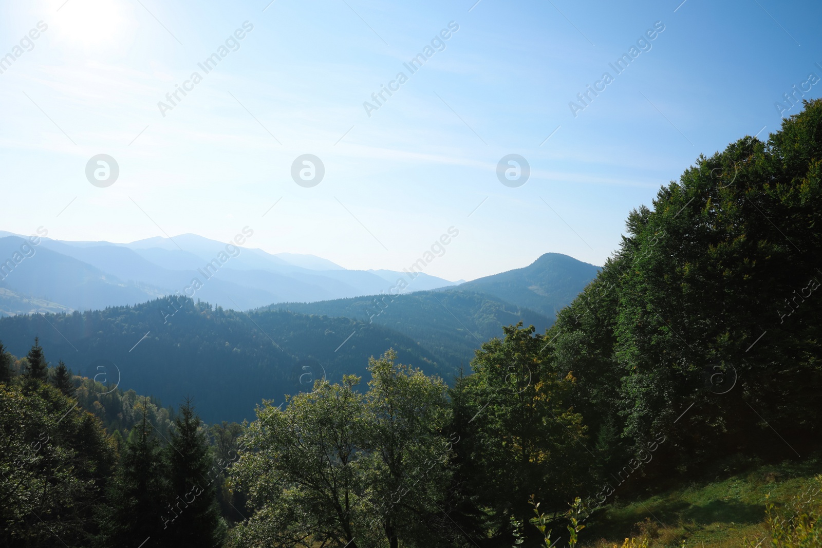 Photo of Picturesque view of beautiful mountain forest in morning