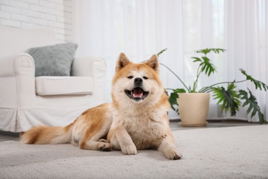 Cute Akita Inu dog on floor in living room