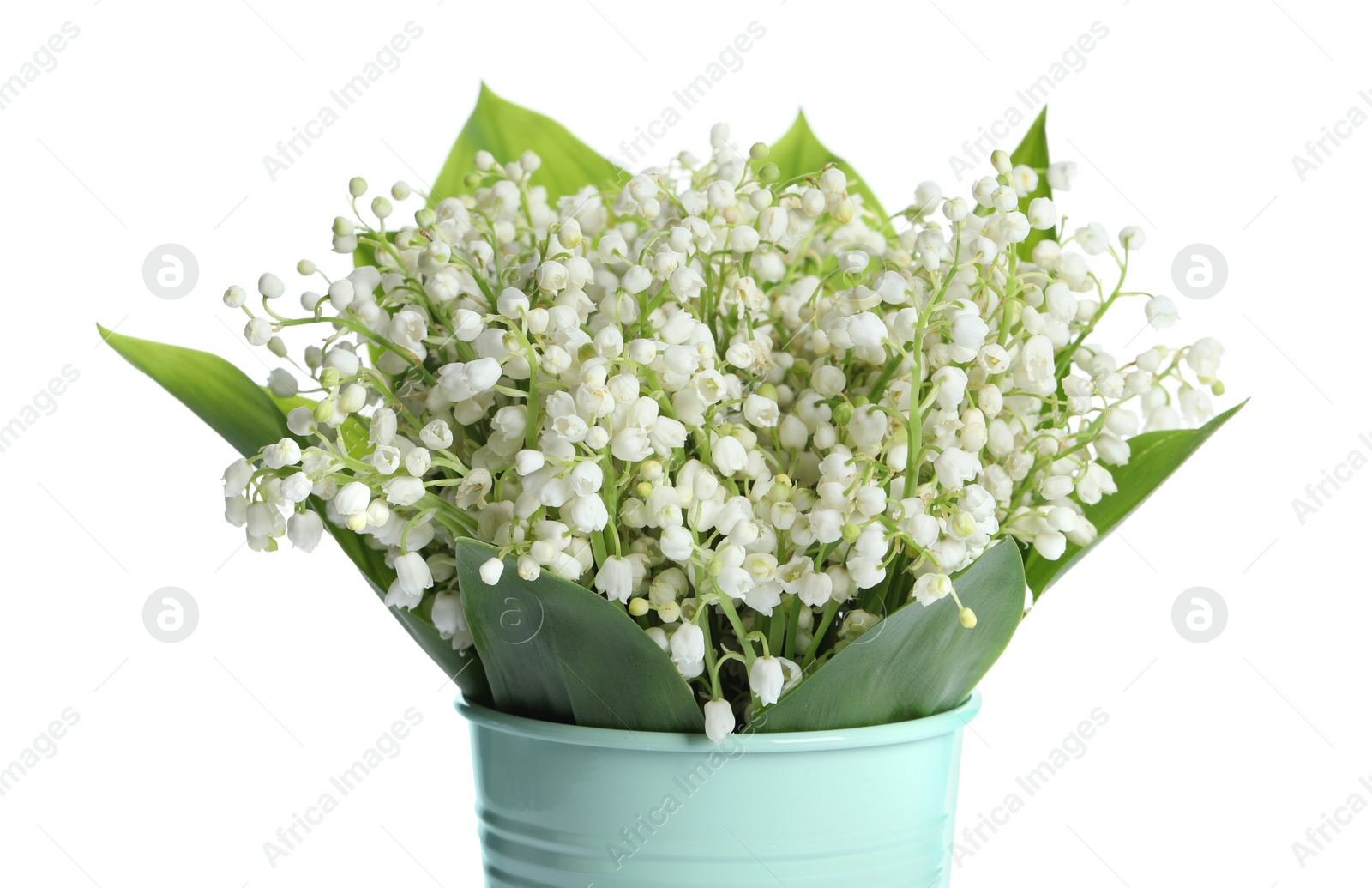 Photo of Bucket with beautiful lily of the valley flowers on white background