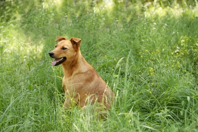 Photo of Homeless dog in park. Concept of volunteering and animal shelters